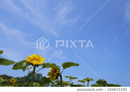 Sunflower field in the open garden Sunflower field in the open garden 104655300
