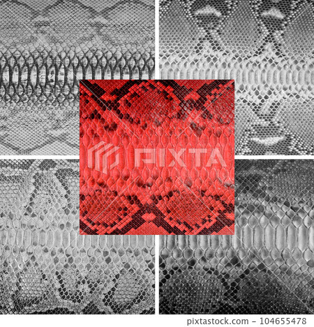 Natural snake skin in various color, luxury clothing accessories suitable for photo collage, website header banner 104655478