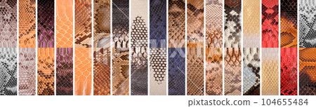 Natural snake skin in various color, luxury clothing accessories suitable for photo collage, website header banner 104655484