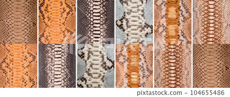 Natural snake skin in various color, luxury clothing accessories suitable for photo collage, website header banner 104655486
