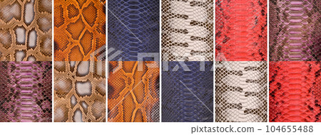 Natural snake skin in various color, luxury clothing accessories suitable for photo collage, website header banner 104655488