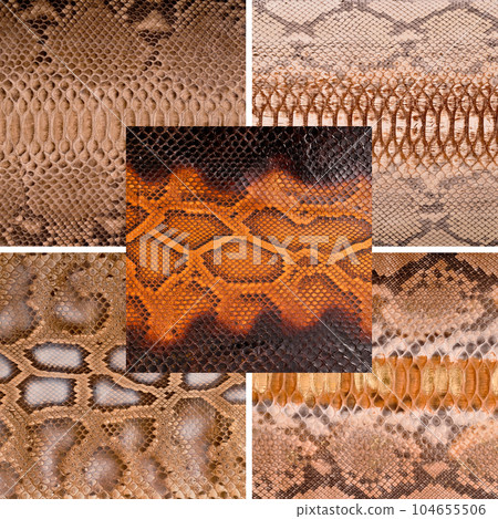 Natural snake skin in various color, luxury clothing accessories suitable for photo collage, website header banner 104655506