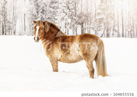 Light brown horse standing on snow field, side view, sun shines over trees in background. 104655558