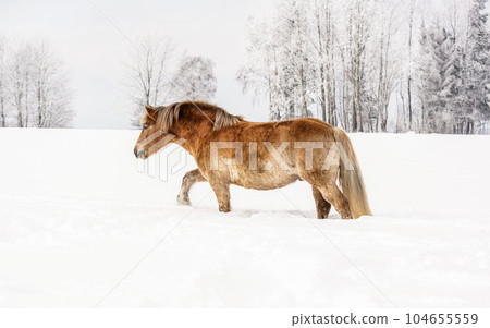 Light brown horse wading through snow on winter field, trees in background, photo from side 104655559