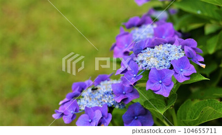 Beautiful hydrangea. 104655711