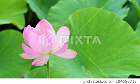 ancient lotus. 104655712