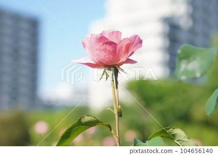 玫瑰園裡盛開著一朵粉紅色的玫瑰。 104656140