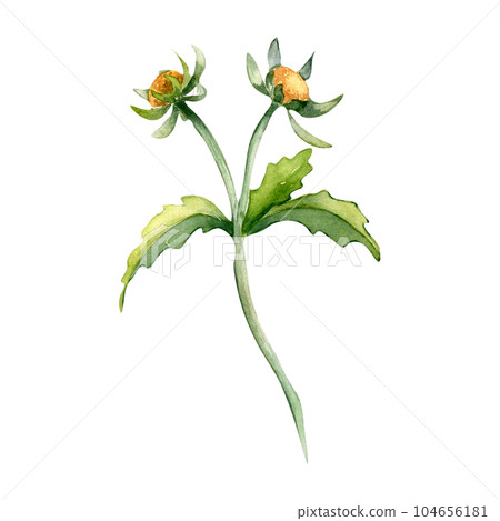 Bidens tripartita medicinal plant watercolor illustration isolated on white background. Tree lobe beggarttick yellow flower, useful herb bur marigold hand drawn. Design for label, package, postcard Bidens tripartita medicinal plant watercolor illustration isolated on white background. Tree lobe beggarttick yellow flower, useful herb bur marigold hand drawn. Design for label, package, postcard 104656181