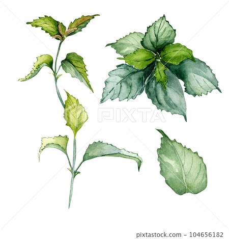 Set of nettle stem herbal plant watercolor illustration isolated on white background. Urtica dioica, green leaves, useful herb hand drawn. Design for label, package, postcard 104656182