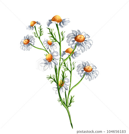 Chamomile medicinal plant watercolor illustration isolated on white background. Daisy yellow flower, useful herb camomile hand drawn. Design for label, package, postcard 104656183