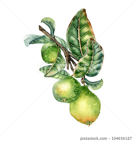 Branch of tree with three guava fruits watercolor illustration isolated on white background. Tropical plant guajava with green leaves hand drawn. Design element for wrapping, packaging, label, poster Branch of tree with three guava fruits watercolor illustration isolated on white background. Tropical plant guajava with green leaves hand drawn. Design element for wrapping, packaging, label, poster 104656187
