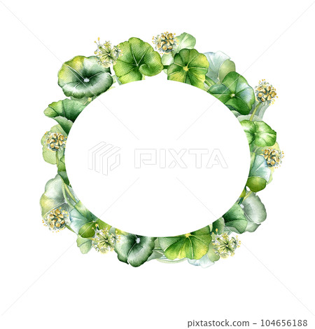 Frame of centella asiatica, herbal plants watercolor illustration isolated on white. Pennywort, gotu kola, rounded leaves wreath hand drawn. Design for package, label, herbal plants collection 104656188
