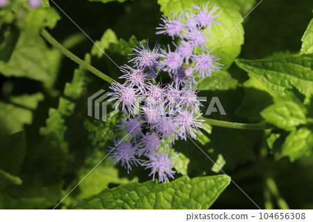 Purple ageratum flowers blooming in early summer garden 104656308