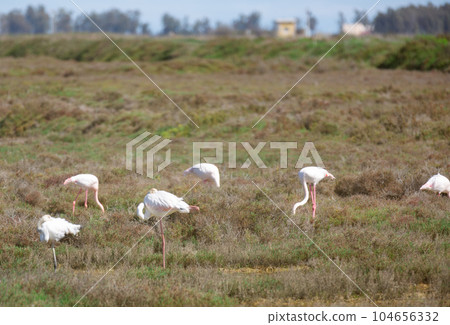 flamingo birds walk on the dam of the river flamingo birds walk on the dam of the river 104656332