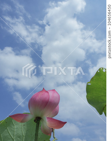 lotus in summer pond 104656450