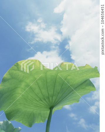 Looking up at the lotus leaves under the blue sky and white clouds 104656451