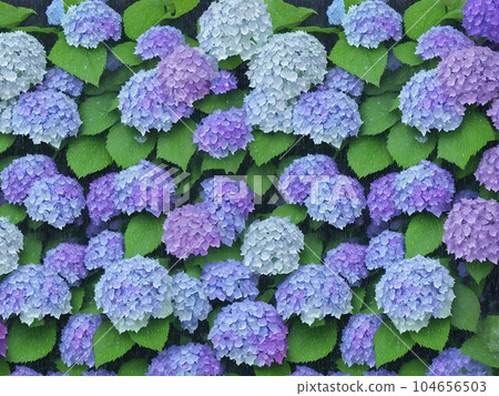 繡球花在雨中濕潤 104656503