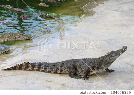 The crocodile is stay near the river The crocodile is stay near the river 104656539