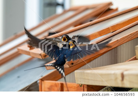 Swallow feeding chicks close-up flying and sitting on cold frame Swallow feeding chicks close-up flying and sitting on cold frame 104656593