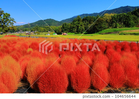 甘石山上盛開的地膚花（奈良縣飛鳥村） 104656644