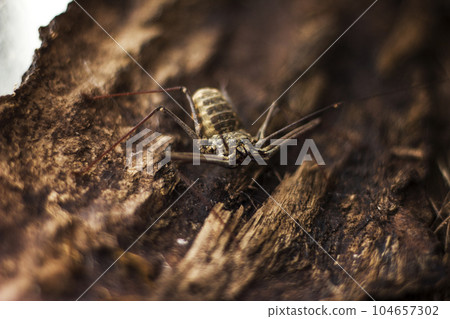 Variegated Damon spider or Damon variegatus is a representative of the order of Phrynes. They can be kept at home as pets Variegated Damon spider or Damon variegatus is a representative of the order of Phrynes. They can be kept at home as pets 104657302
