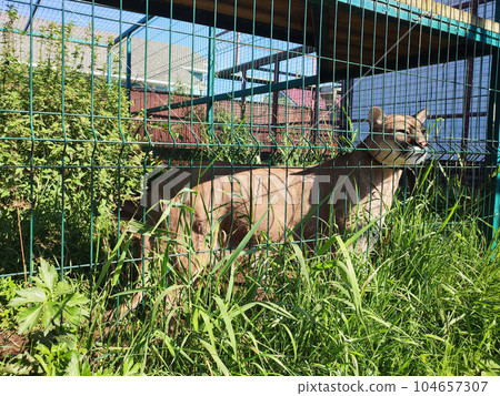 Puma mountain lion, cougar lat. Puma concolor is a predator of the genus Puma of the cat family. 104657307