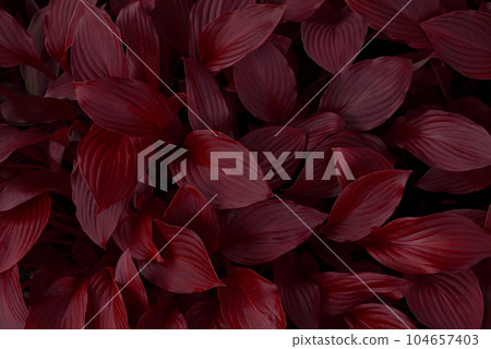 Autumn background of leaves, dark red texture Autumn background of leaves, dark red texture 104657403