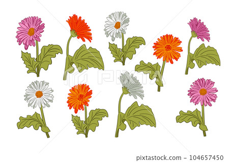 Set of hand drawn outline blooming gerberas 104657450