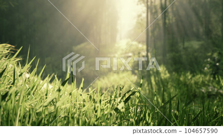 Lanscape of bamboo tree in tropical rainforest 104657590
