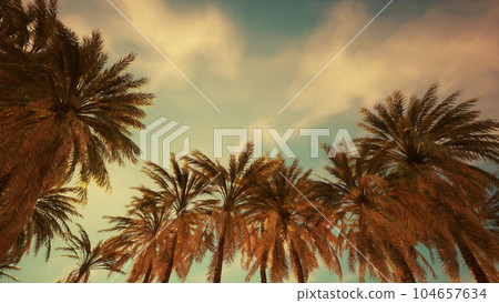 Palm trees and blue sky at tropical coast 104657634