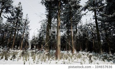 Beautiful Snowy White Forest In Winter Frosty Day Beautiful Snowy White Forest In Winter Frosty Day 104657636