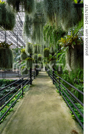 Plants and flowers of sky garden Plants and flowers of sky garden 104657657