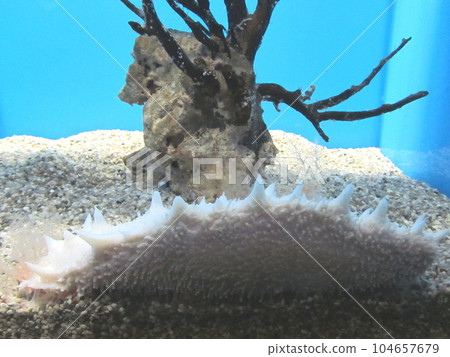 白化海參 白化海參 104657679