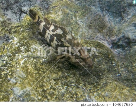 陸奧灣魚 陸奧灣魚 104657680
