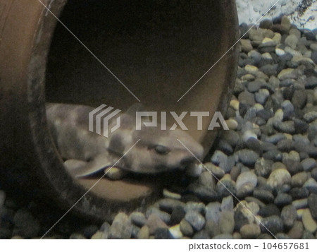 虎鯊 104657681