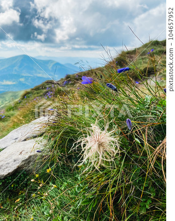 Violets and dandelion on the mountain 104657952