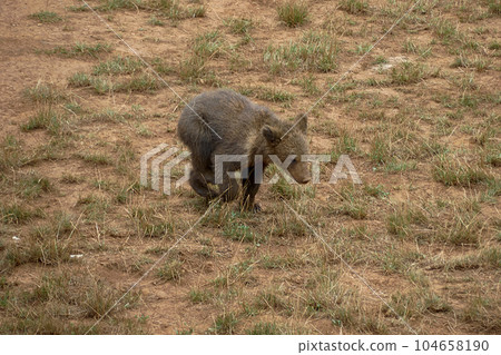 Brown bear cub eating grass in the mountains Brown bear cub eating grass in the mountains 104658190
