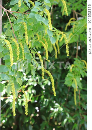 Male flower of Nankin goby and female flower (fruit) at the base of the male flower Male flower of Nankin goby and female flower (fruit) at the base of the male flower 104658326