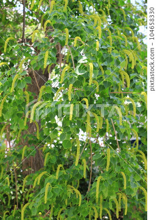 Male flower of Nankin goby and female flower (fruit) at the base of the male flower Male flower of Nankin goby and female flower (fruit) at the base of the male flower 104658330