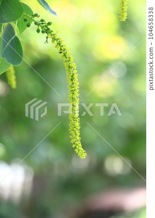 南京蝦虎魚的雄花和雄花基部的雌花（果實） 104658338