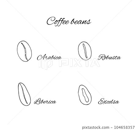 Hand-drawn coffe beans Hand-drawn coffe beans 104658357