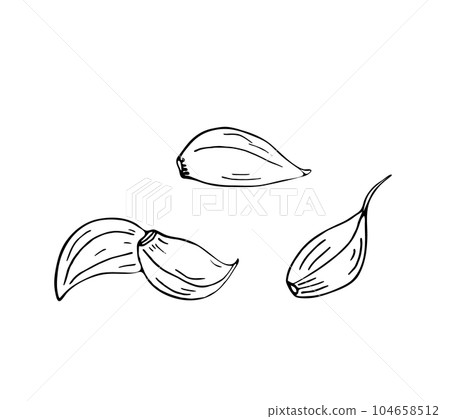 Set of hand-drawn clove of garlic Set of hand-drawn clove of garlic 104658512