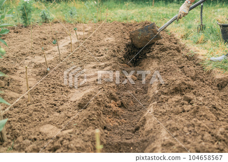 Female worker digs soil with shovel in the vegetable garden. Agriculture and tough work concept. Spring cleaning.  104658567