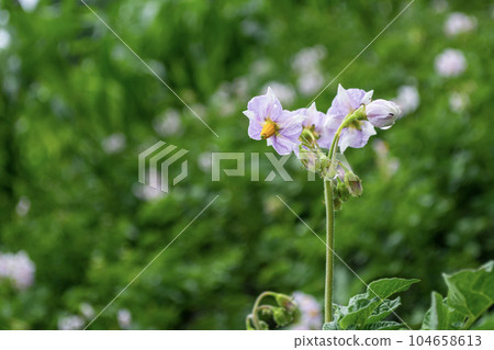Flowering potatoes in the garden, purple flowers. 104658613