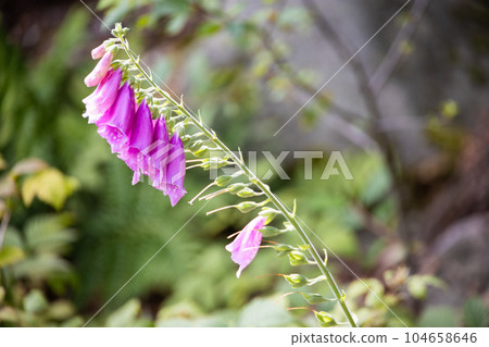 Foxglove poisonous flower on blurred bokeh background Foxglove poisonous flower on blurred bokeh background 104658646