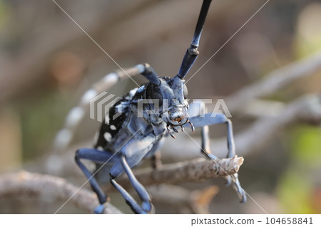 Gomadarakamikiri 104658841