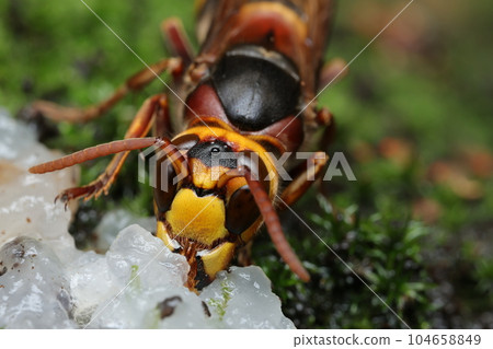 Hornet licking sap 104658849
