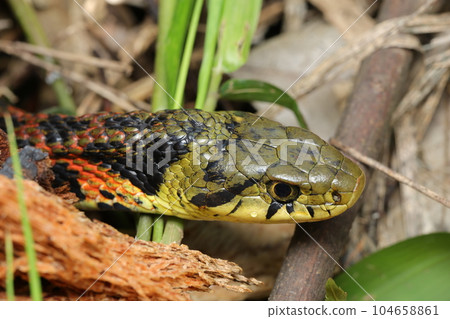 虎斑頸槽蛇 虎斑頸槽蛇 104658861