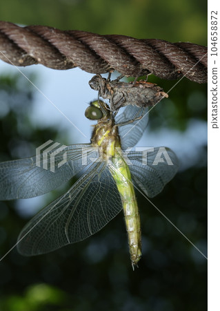 小丑龜的出現 104658872