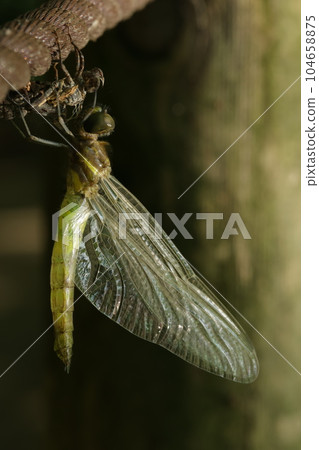 小丑龜的出現 104658875